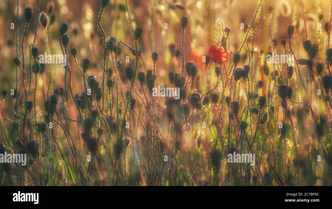Beautiful poppies in the English countryside in Spring Stock Photo - Alamy