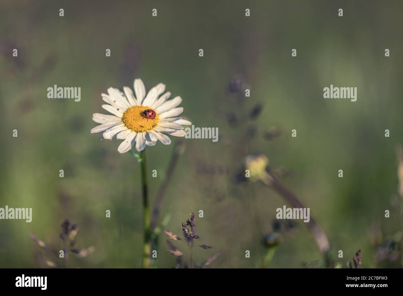A lone ladybird or ladybug on a daisy in Spring Stock Photo