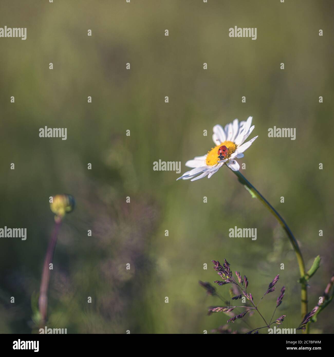 A lone ladybird or ladybug on a daisy in Spring Stock Photo
