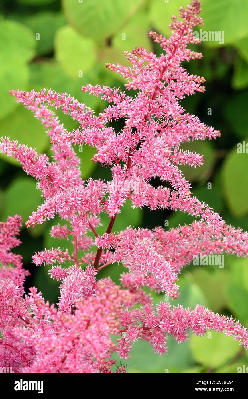 Pink Astilbe chinensis 'Little Vision in Pink' Stock Photo