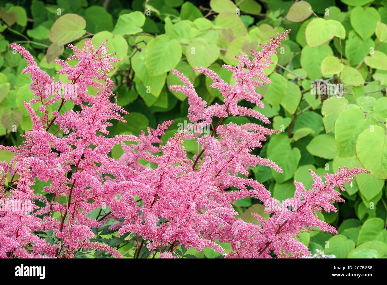 Pink Astilbe 'Little Vision in Pink' Hardy Astilbes Stock Photo