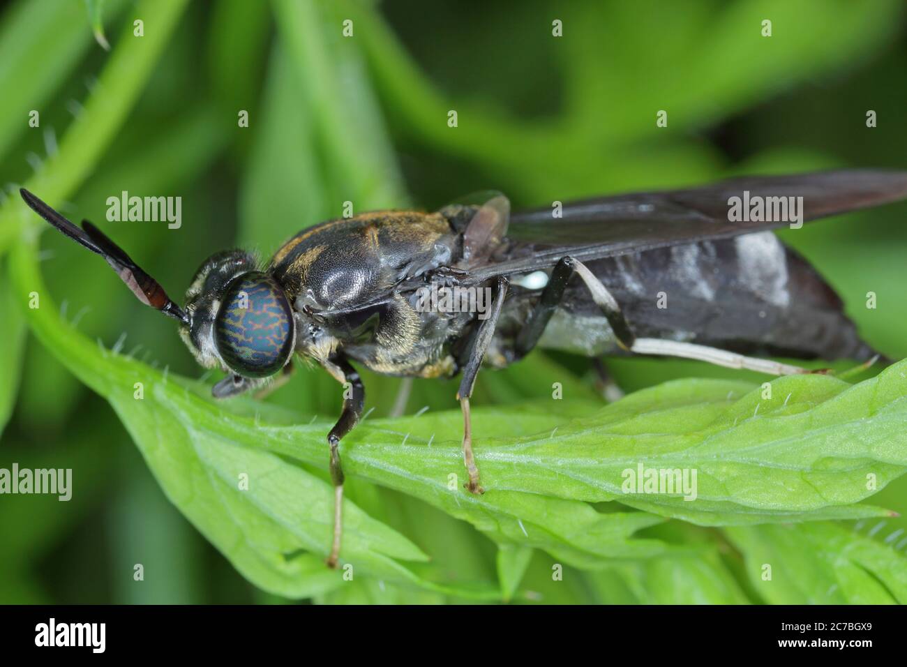 Black Soldier Fly - latin name is Hermetia illucens.  Close-up of fly sitting on a leaf. This species is used in the production of protein. Stock Photo