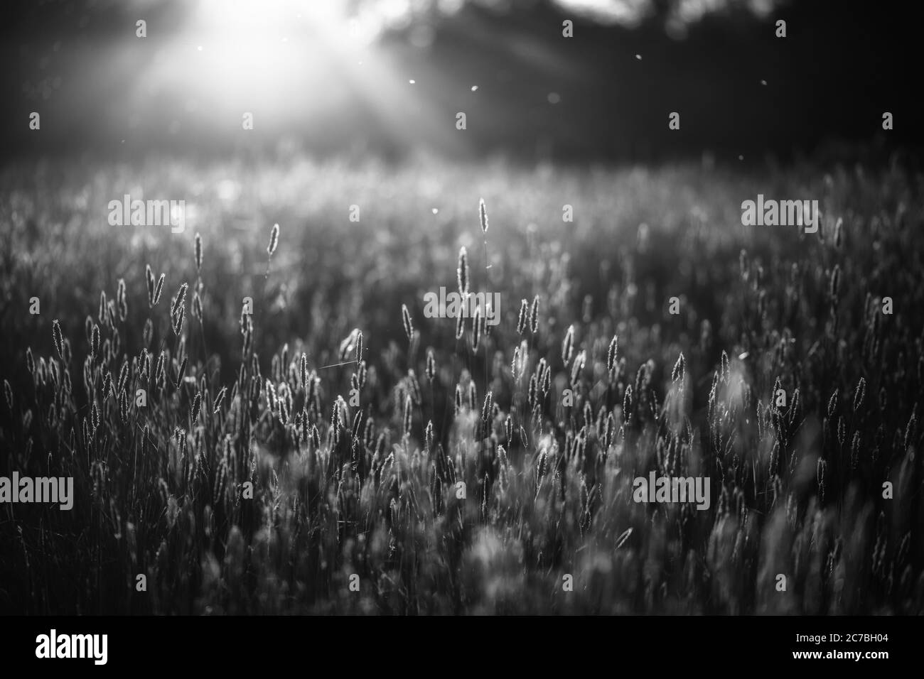 Setting of natural beauty Black and White Stock Photos & Images - Alamy