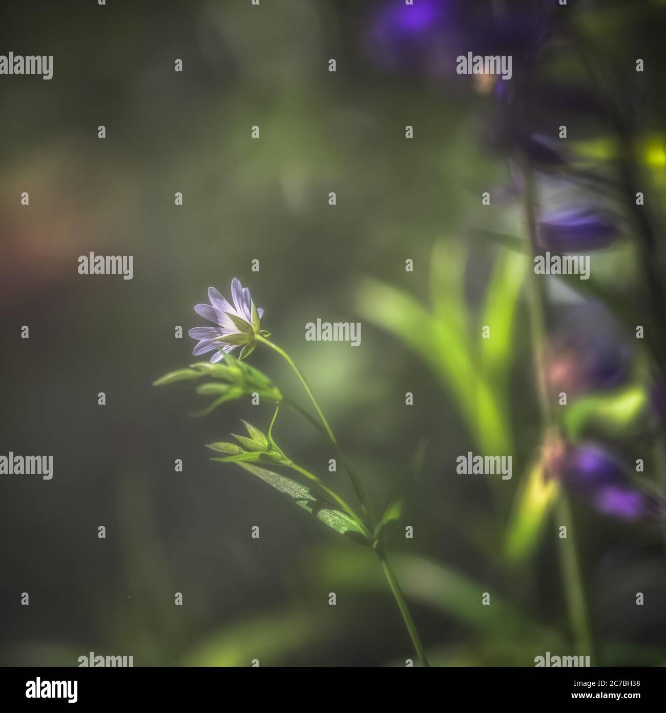 White and blue anemones flowers hires stock photography and images Alamy