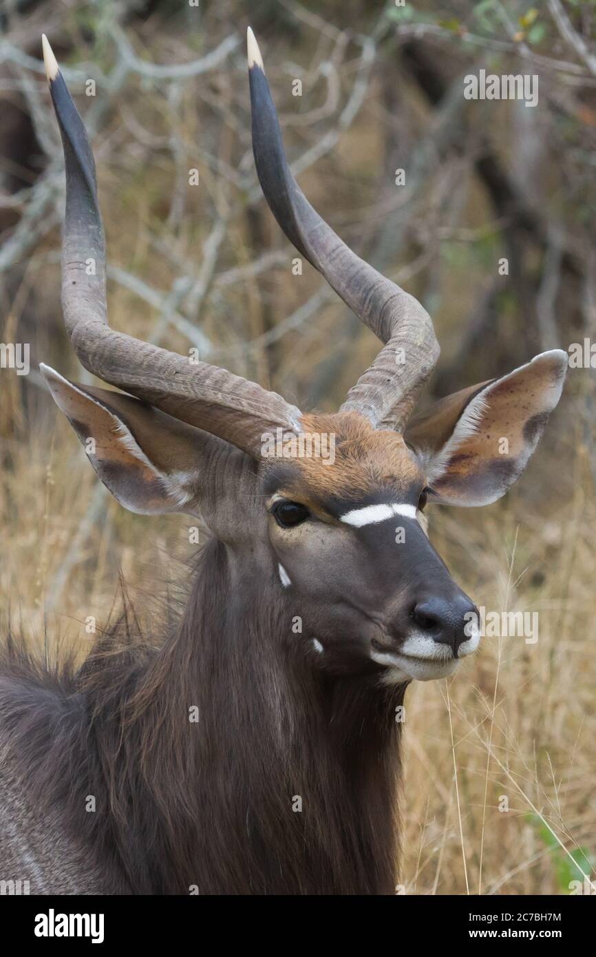 Head profile closeup of a magnificent male nyala with stunning horns in Kruger South Africa Stock Photo