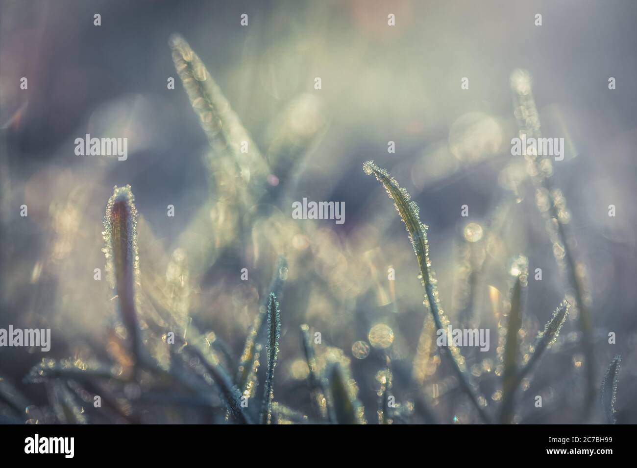Early Morning Dew On Frozen Grass In The English Winter Stock Photo Alamy