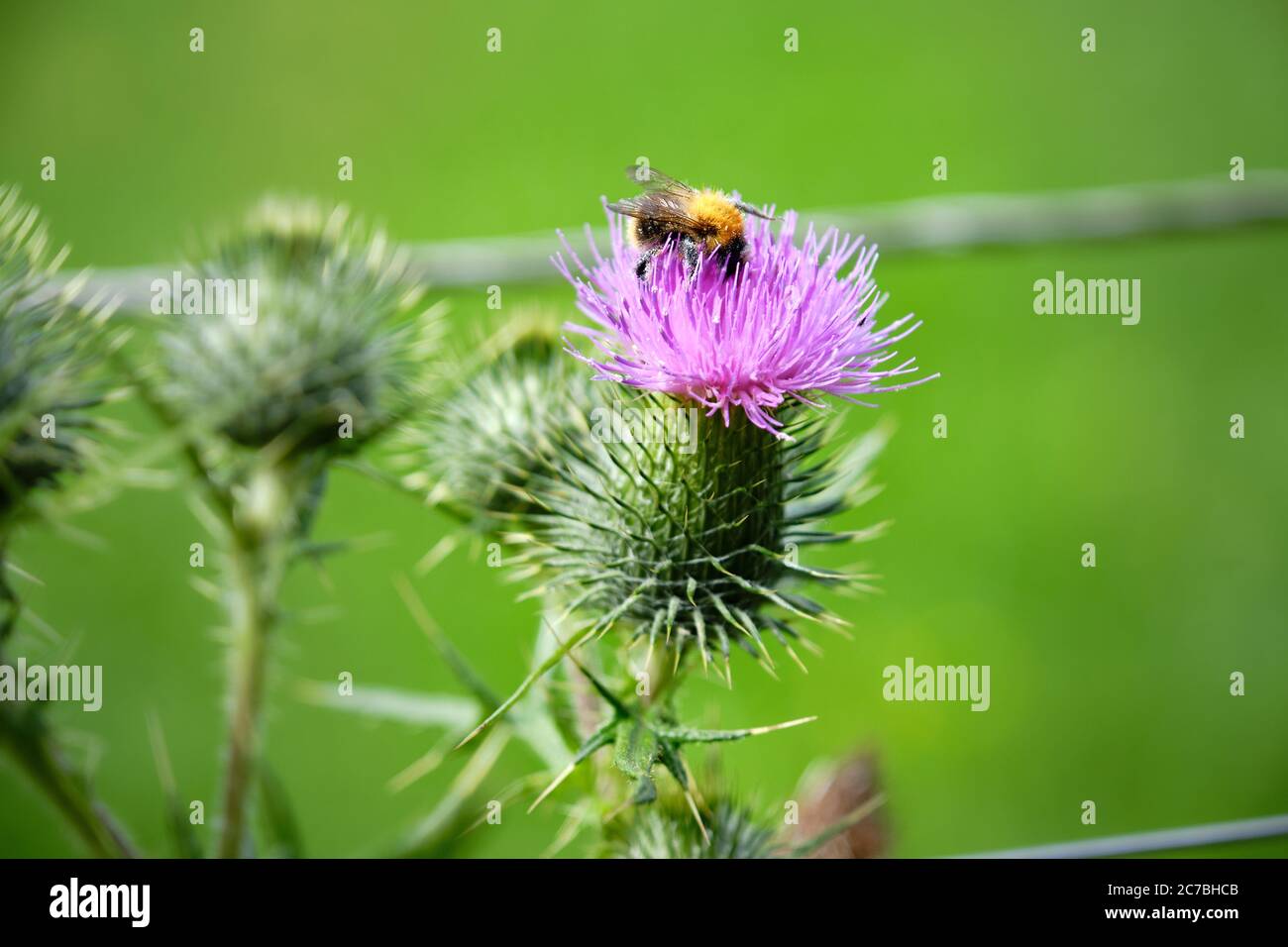 Blooming thistle with a bumblebee, Bombus,full of pollen. Neonicotinoid pesticides represent a risk to wild bees and honeybees, Netherlands, EU Stock Photo
