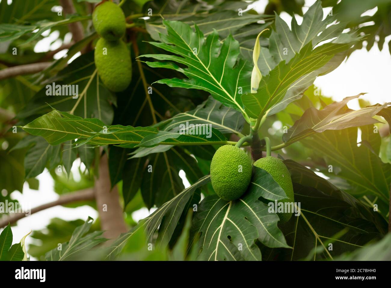 Breadfruit on breadfruit tree with green leaves in the garden. Tropical tree with thick leaves are deeply cut. Flowering tree. Staple food. Plant give Stock Photo