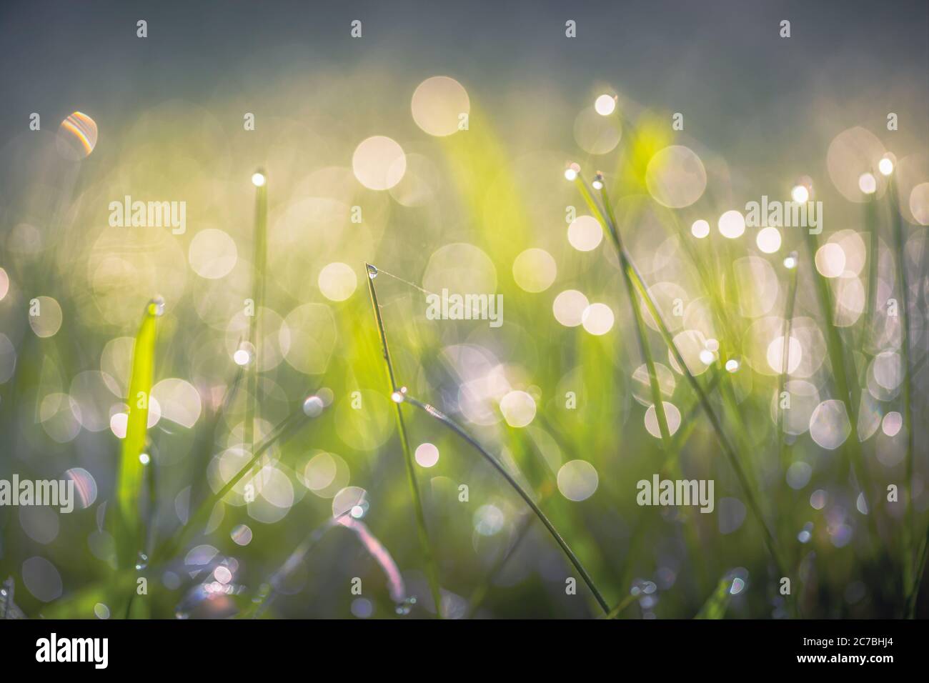 Early Morning Dew On Frozen Grass In The English Winter Stock Photo Alamy