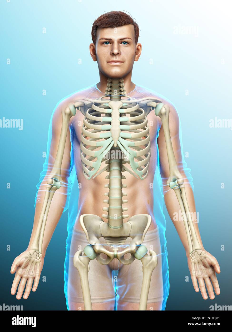 3d rendered, medically accurate illustration of a male skeleton system ...