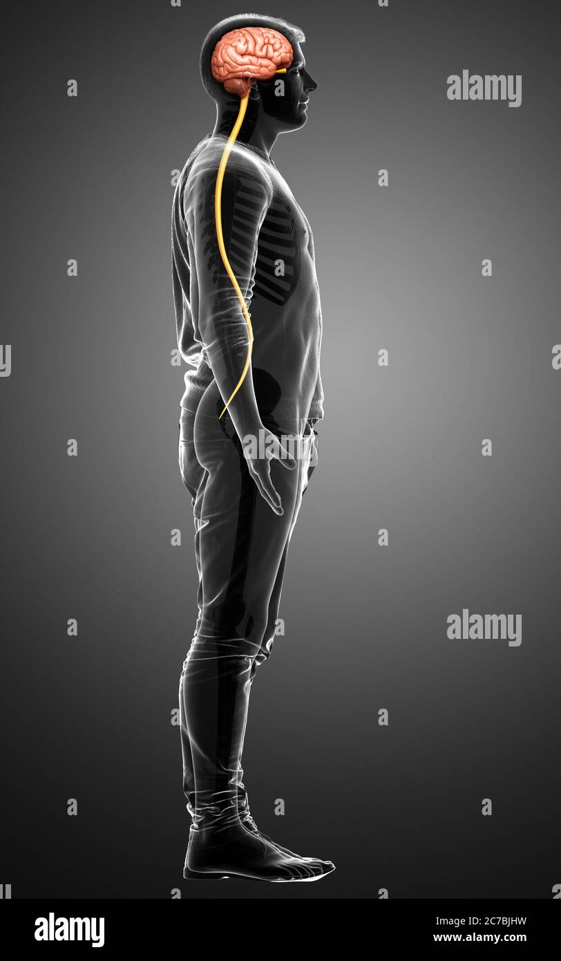3d rendered medically accurate illustration of a male brain Stock Photo ...
