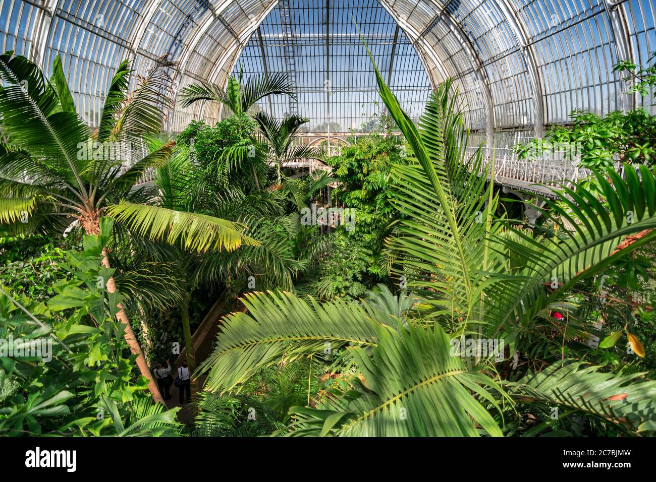 London. United Kingdom. Circa August 2017. Palm garden in a greenhouse in Kew Royal Botanic Gardens. Stock Photo
