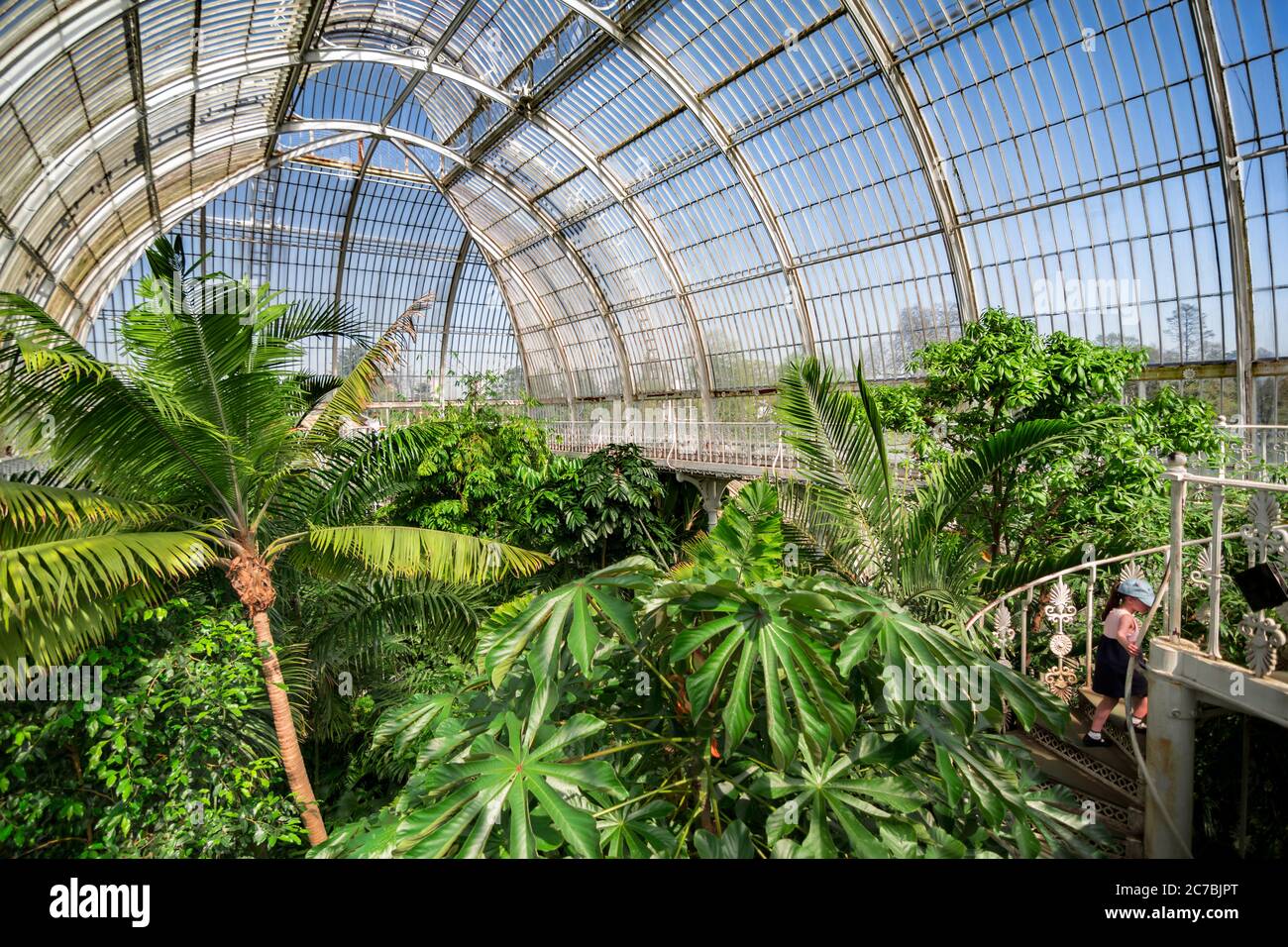 London. United Kingdom. Circa August 2017. Palm garden in a greenhouse in Kew Royal Botanic Gardens. Stock Photo