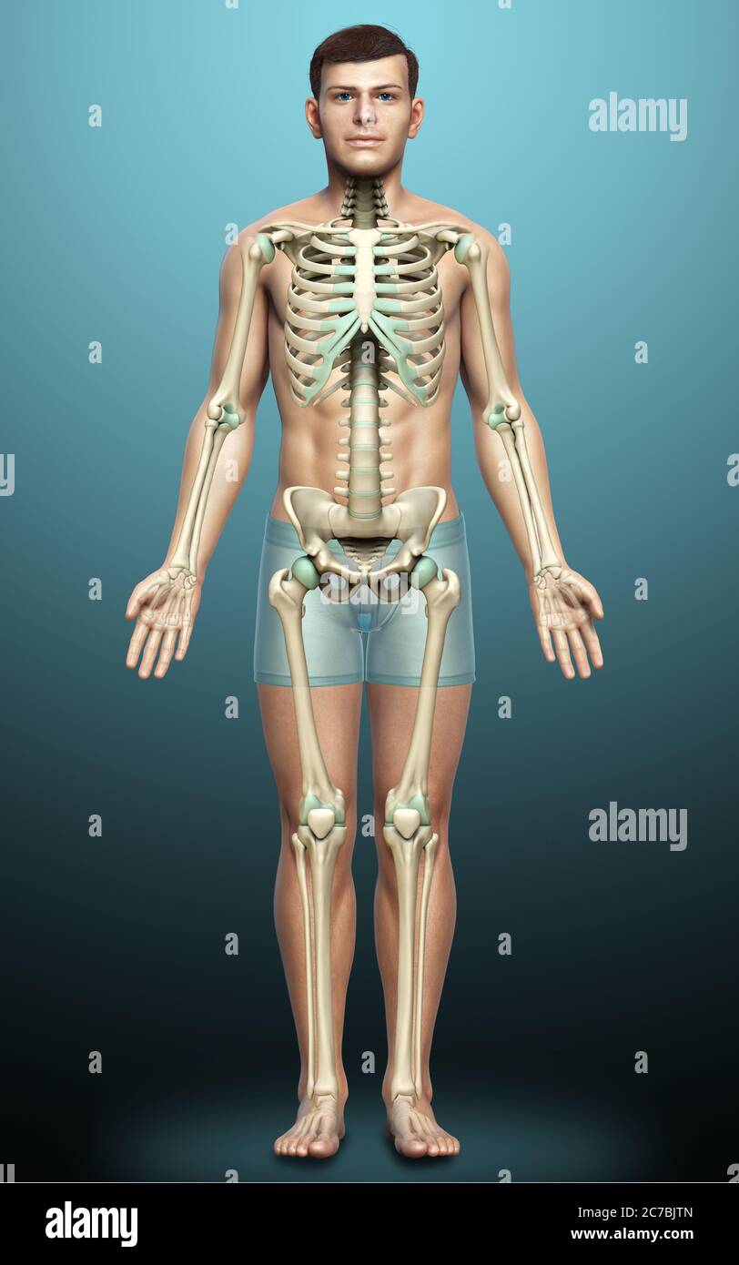 3d rendered, medically accurate illustration of a male skeleton system ...