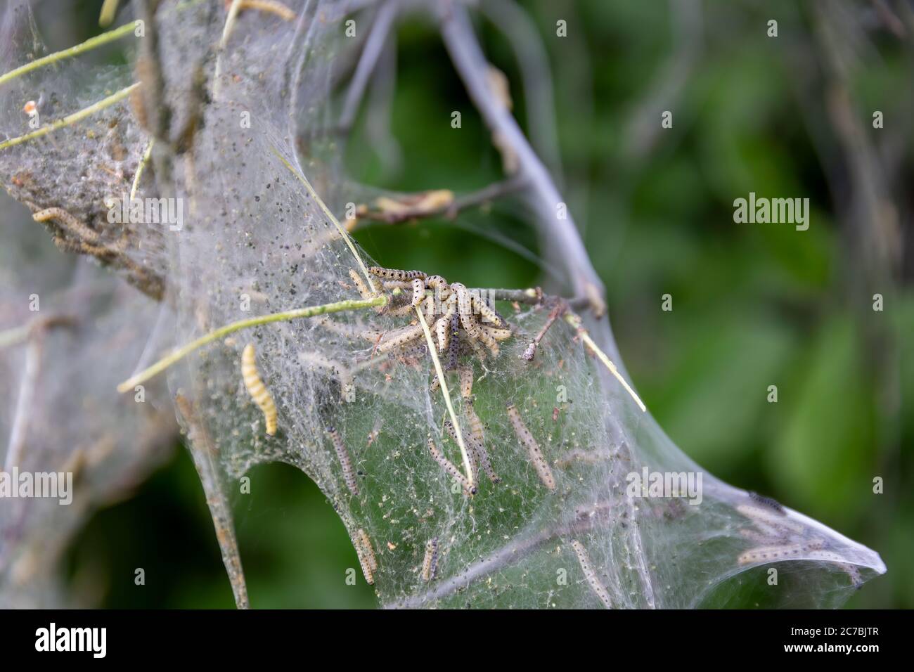 Nesting web of ermine moth caterpillars, yponomeutidae, hanging from the branches of a tree Stock Photo