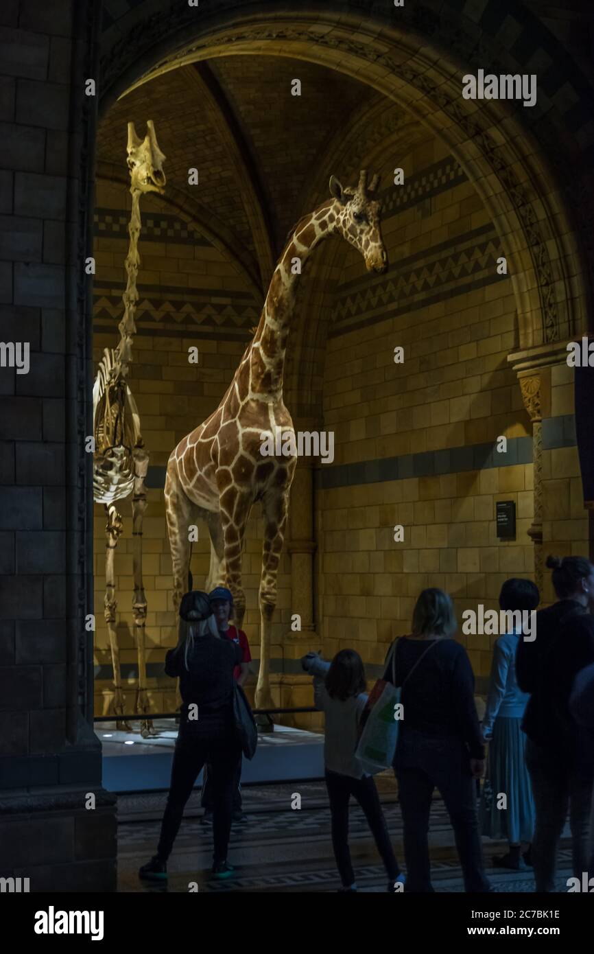 London, United Kingdom. Circa August 2017. People watch a stuffed giraffe in Natural History Museum of London. Stock Photo