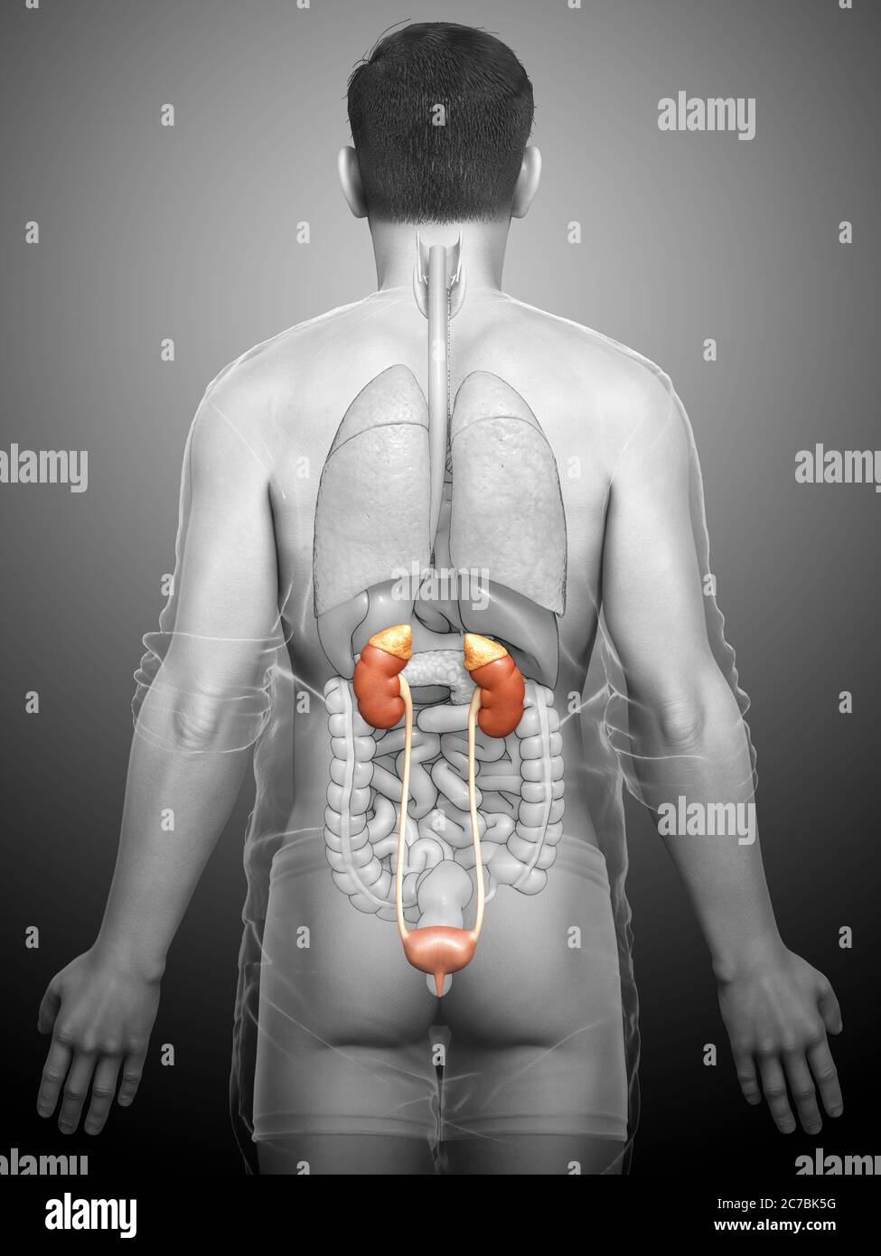 3d rendered, medically accurate illustration of the kidneys Stock Photo ...