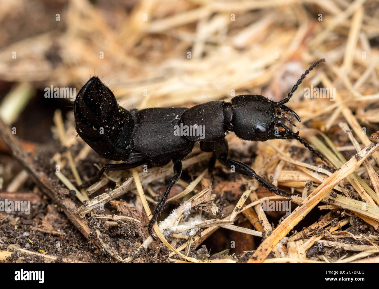 Devil's coach horse beetle (Ocypus olens) in an aggressive, scorpion-like position with raised rear end Stock Photo