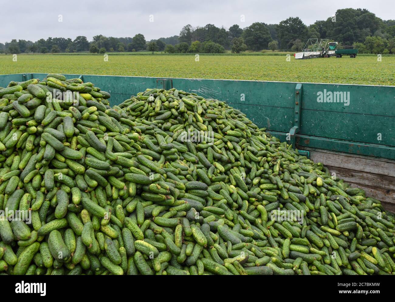 16 July 2020, Brandenburg, Kasel-Golzig: A trailer full of pickled gherkins is parked in a field belonging to Knösels Gemüse-Erzeugungs GmbH & Co. KG. The harvest of the Spreewald gherkin is currently running at full speed. In the Spreewald there is a multitude of large and small companies that cultivate and also process pickled gherkins. Since 1995 Knösels Gemüse-Erzeugungs GmbH & Co. KG has been growing pickled gherkins, red cabbage, pumpkin, zucchini as well as corn and cereals. In the harvesting season, the company employs around 400 seasonal workers from abroad. Photo: Patrick Pleul/dpa-Z Stock Photo