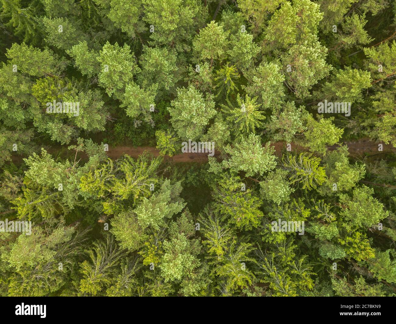 Green pine forest in the evening, aerial view Stock Photo - Alamy
