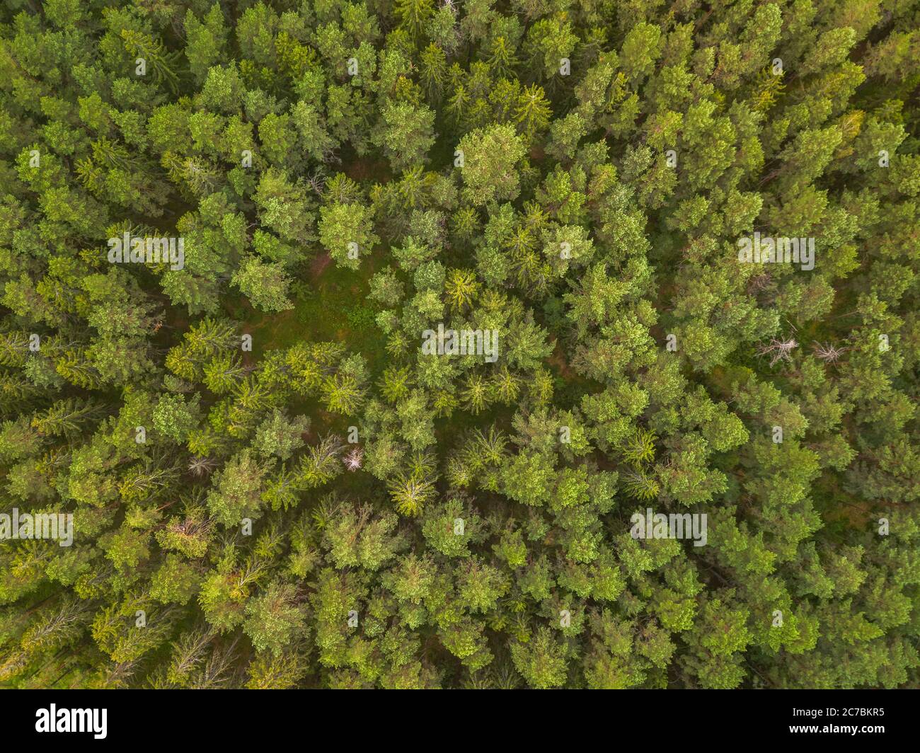 Green Pine High Resolution Stock Photography and Images - Alamy