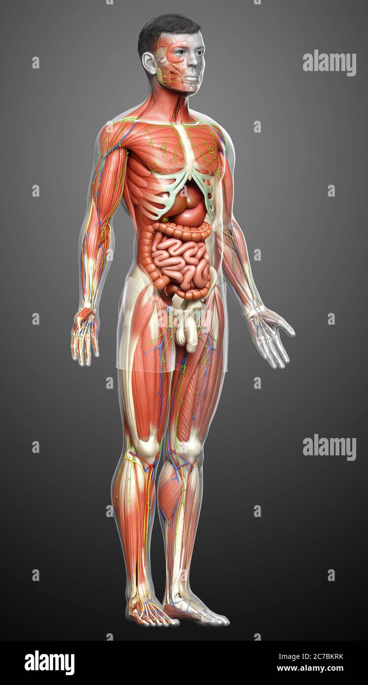 3d rendered medically accurate of the male anatomy Stock Photo - Alamy