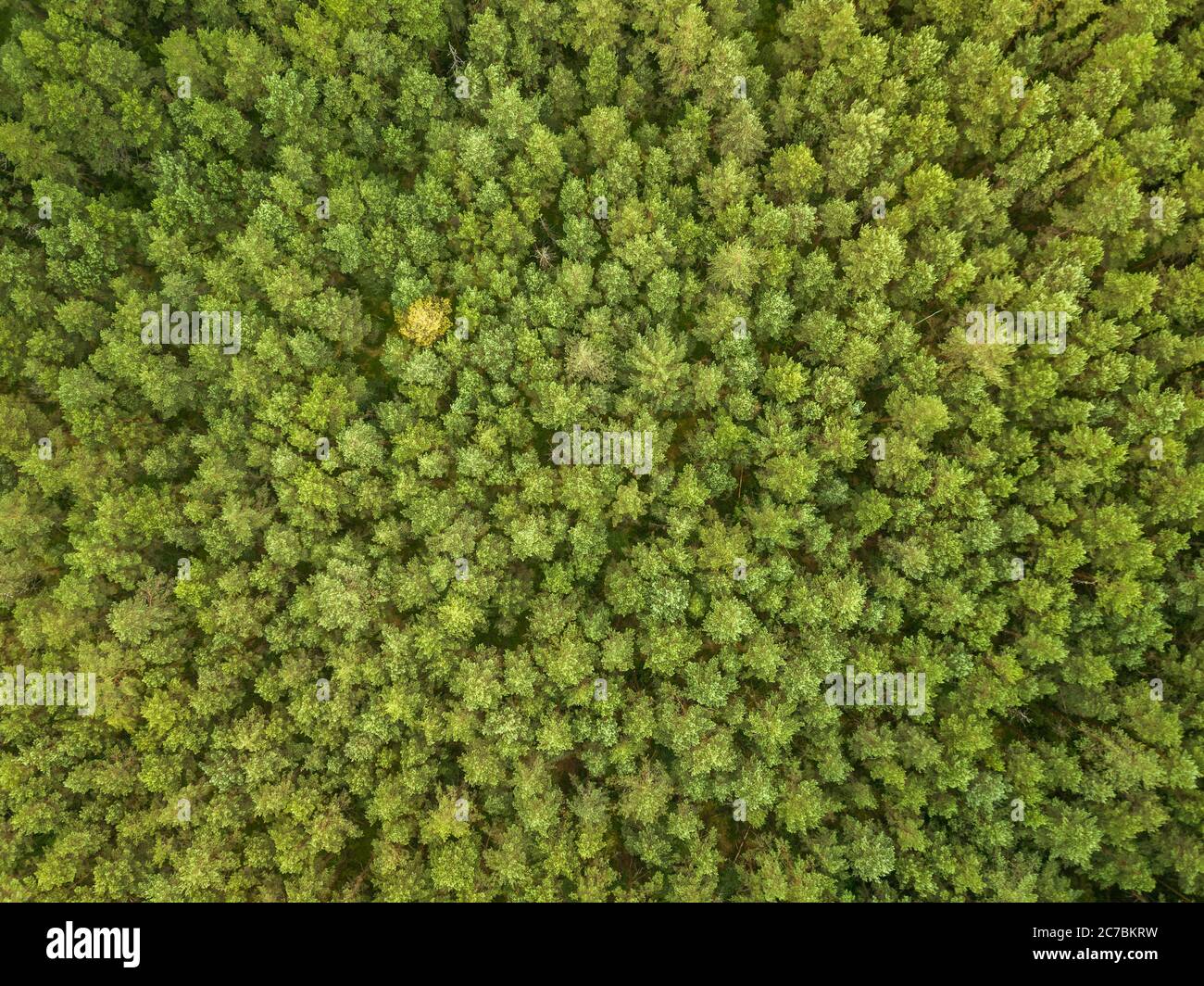 Green pine forest in the evening, aerial view Stock Photo - Alamy