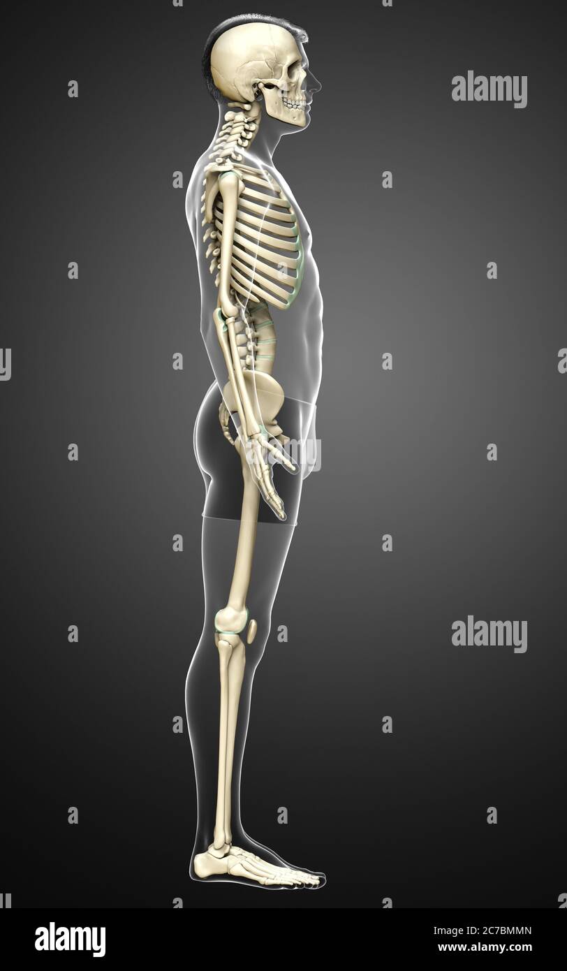 3d rendered, medically accurate illustration of a male skeleton system ...
