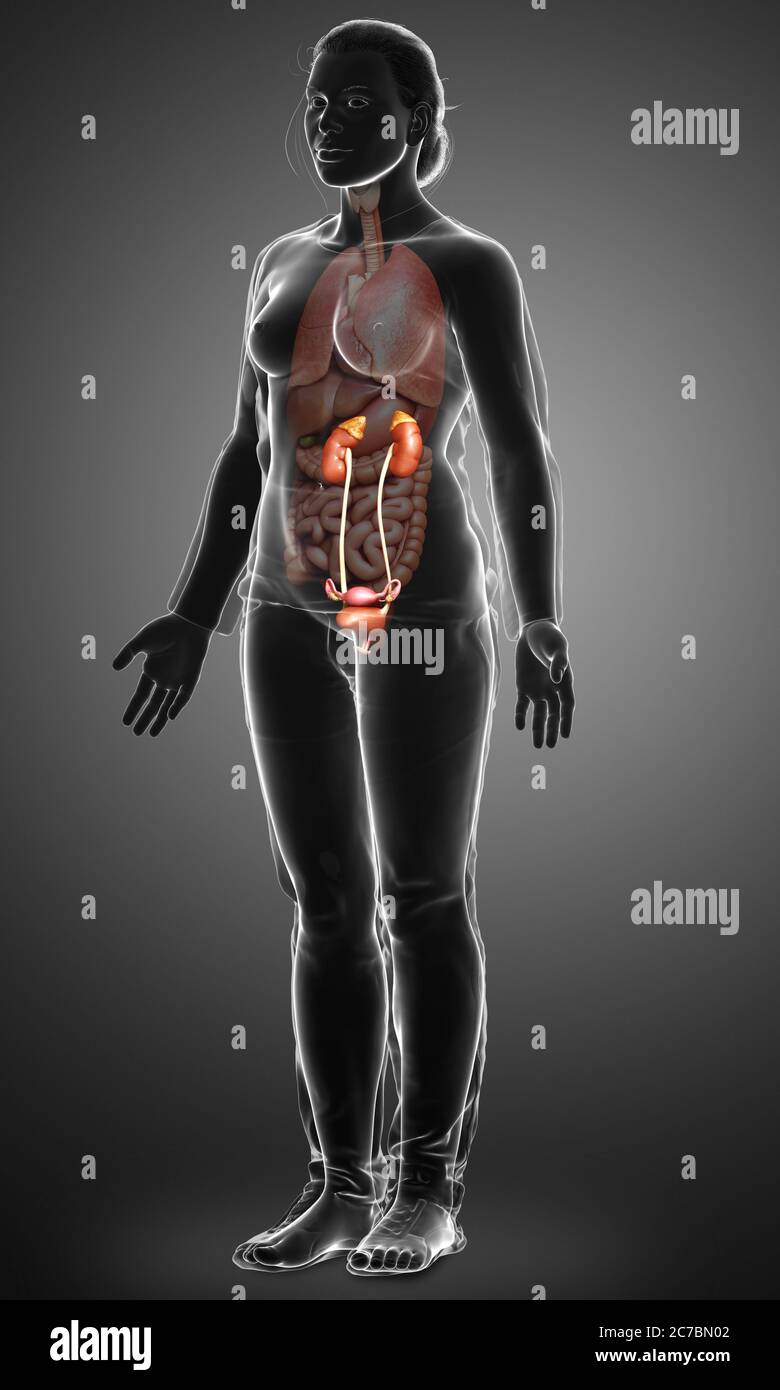 3d rendered, medically accurate illustration of female kidneys Stock ...