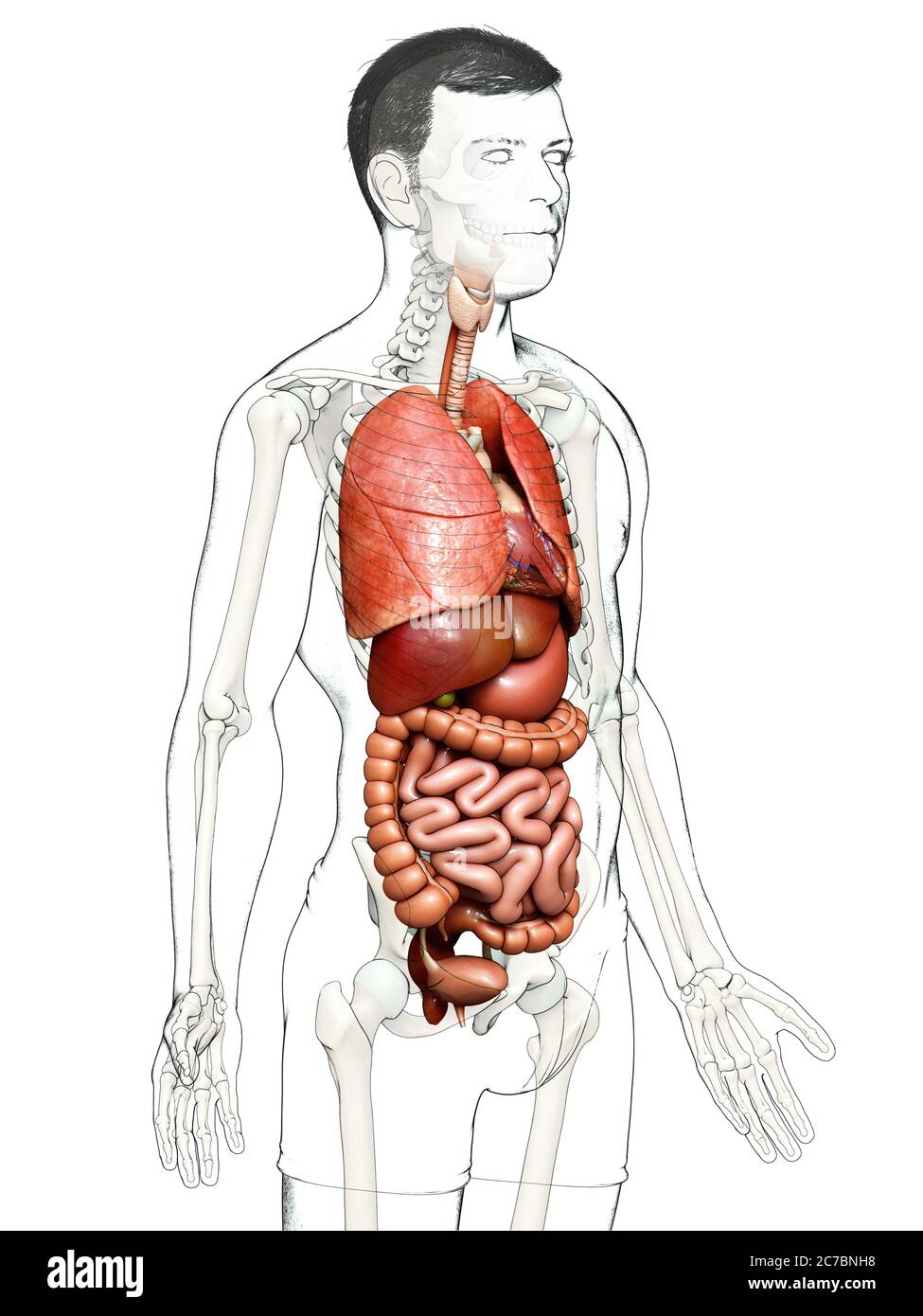 3d rendered medically accurate illustration of Internal organs Stock ...