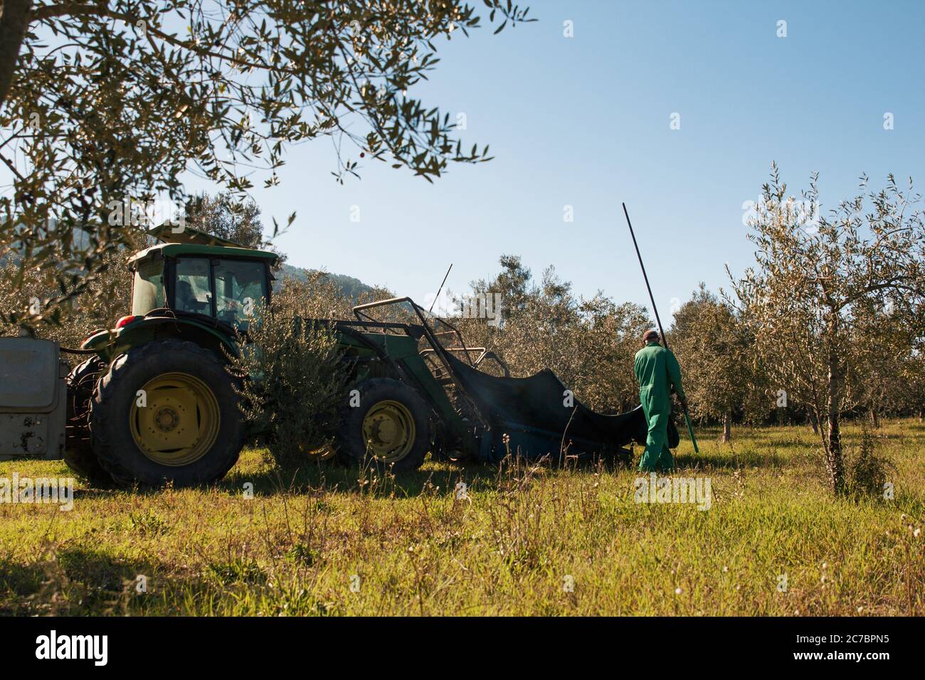 Stock photo of a worker and tractor harvesting olives from an olive field for the oil making process Stock Photo