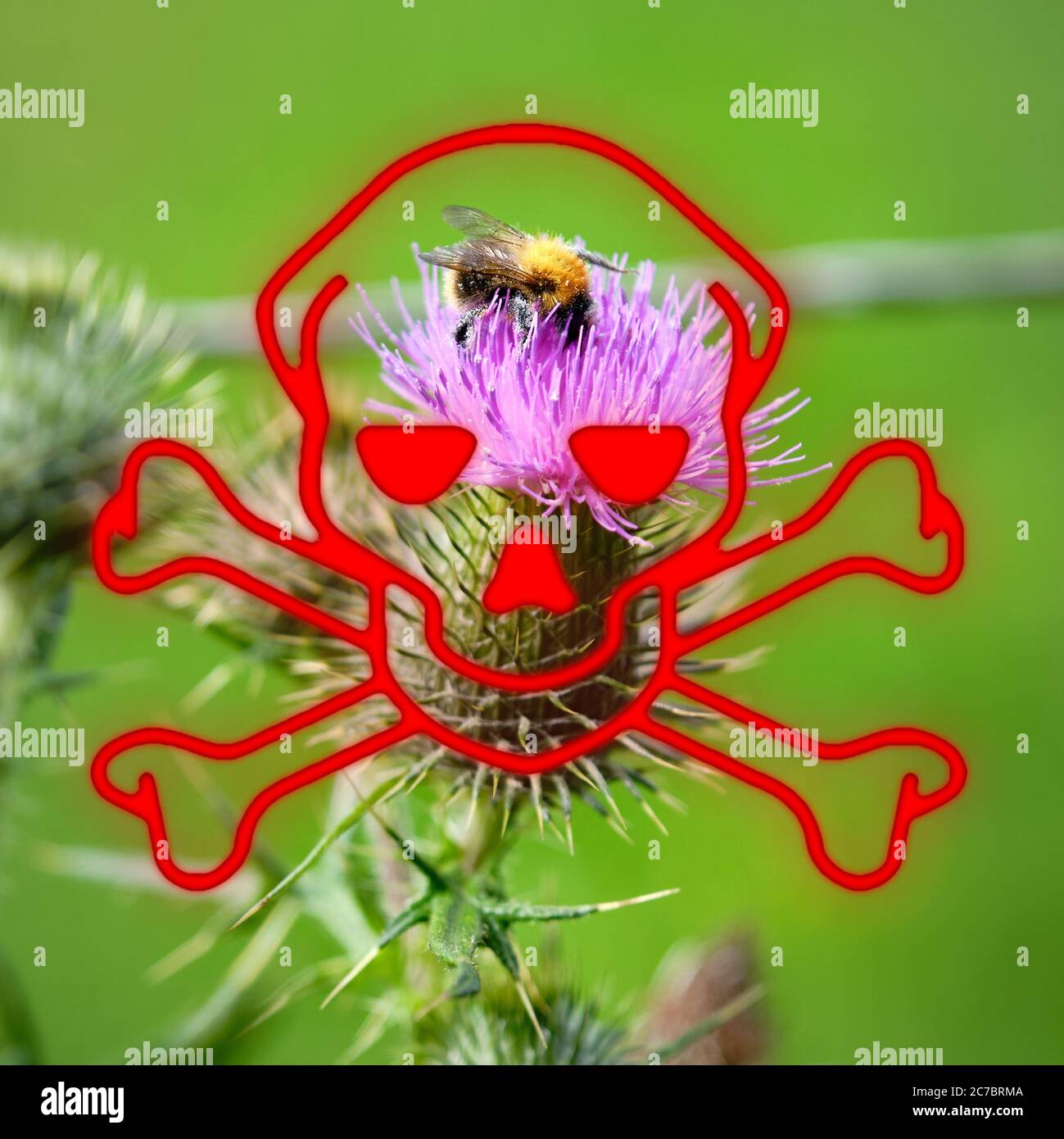 Skull hazard symbol overlay blooming thistle with a bumblebee, Bombus,full of pollen. Pesticides risk to wild bees and honeybees, Netherlands, EU Stock Photo