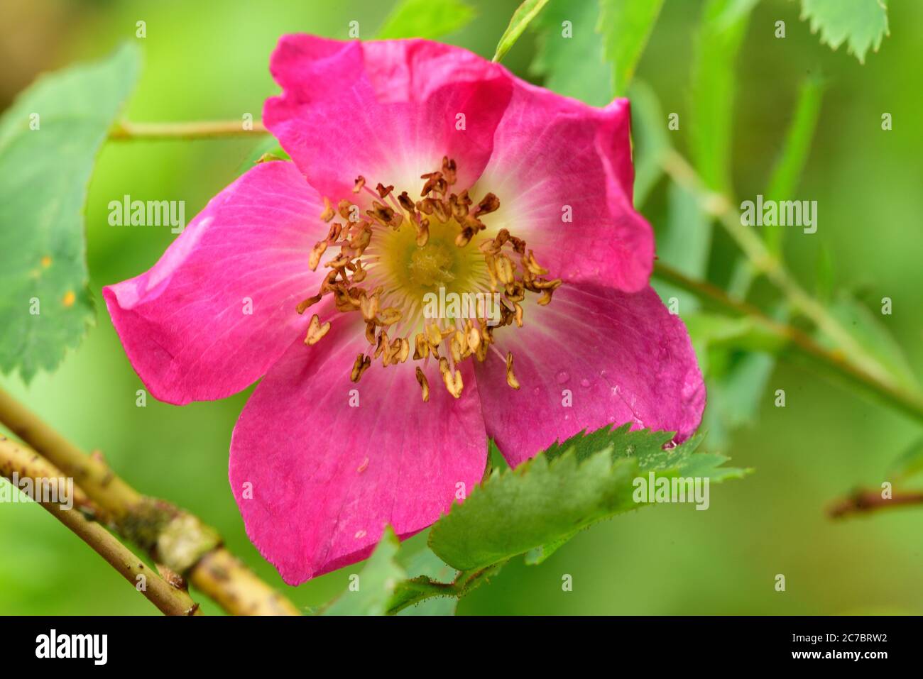 Alpine Rose, Rosa pendulina, Rosaceae, blossom, rain drops, shrub. plant,  near Sarn, Heinzenberg, Alps, Canton of Graubünden, Switzerland Stock Photo  - Alamy
