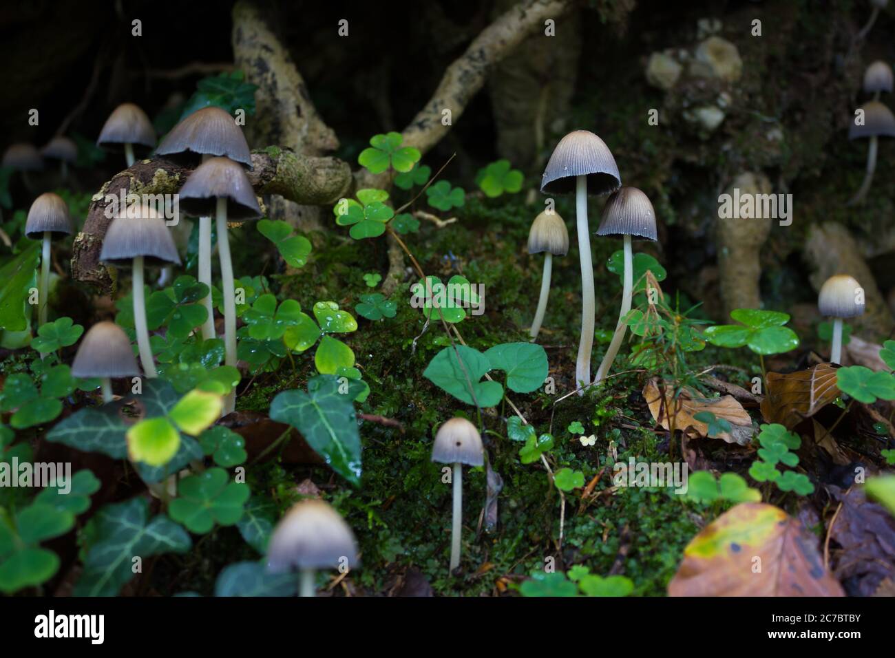 Group of mica cap mushrooms (Coprinellus micaceus) with several other plants at low angle Stock Photo
