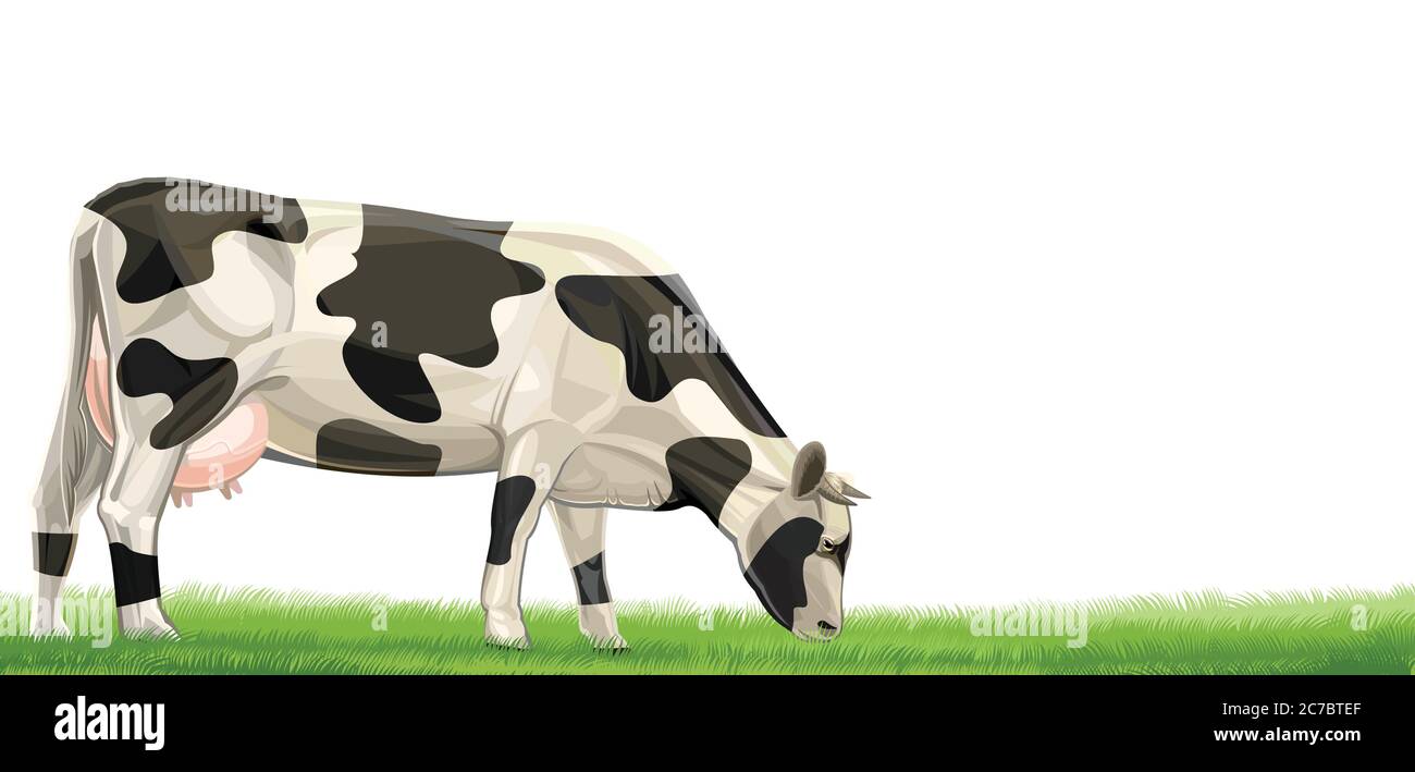 dairy cow vector