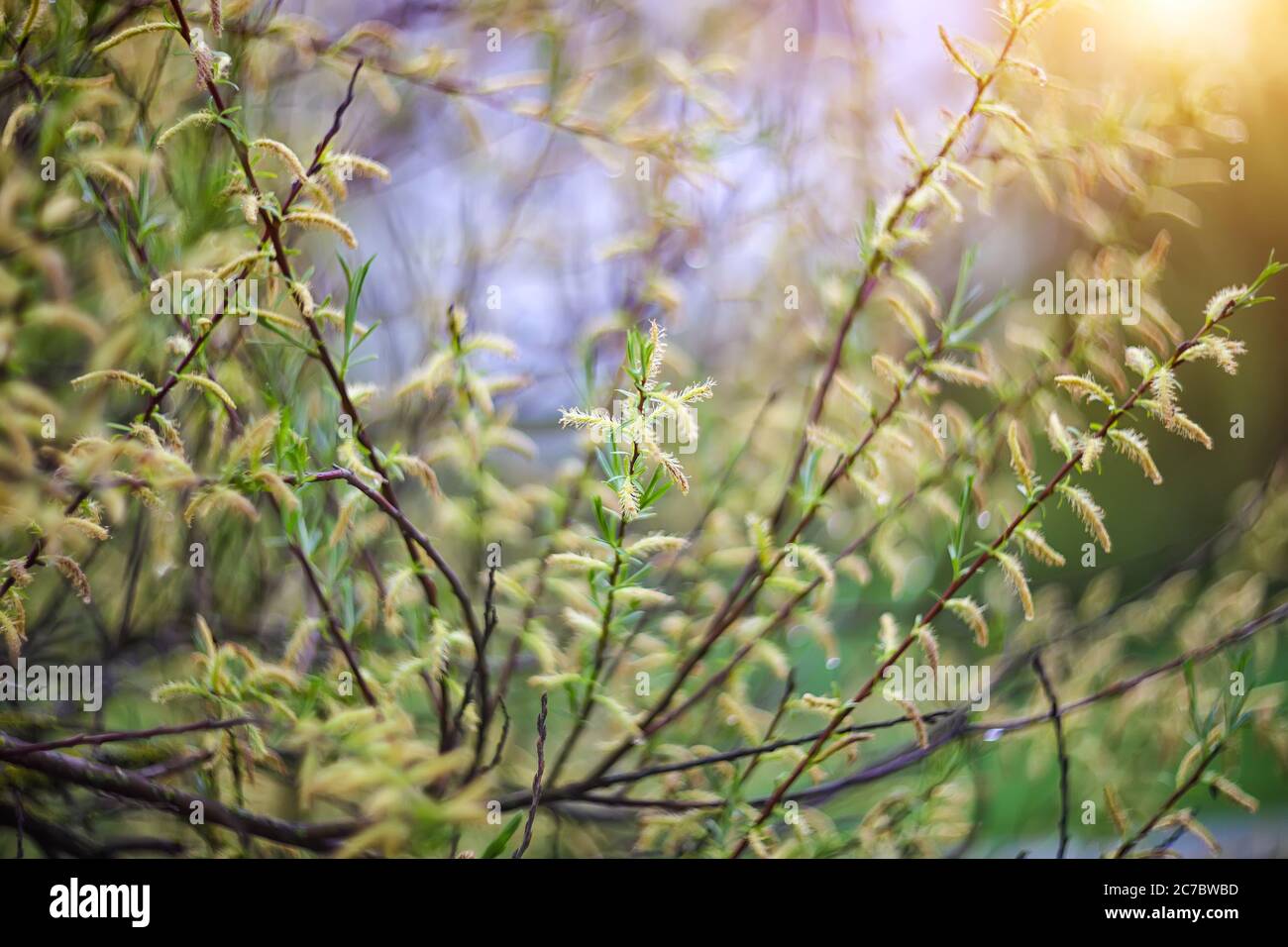 twinkling lights vivid color blurred bokeh spring from leaf background. Abstract nature and soft tone color style. Stock Photo