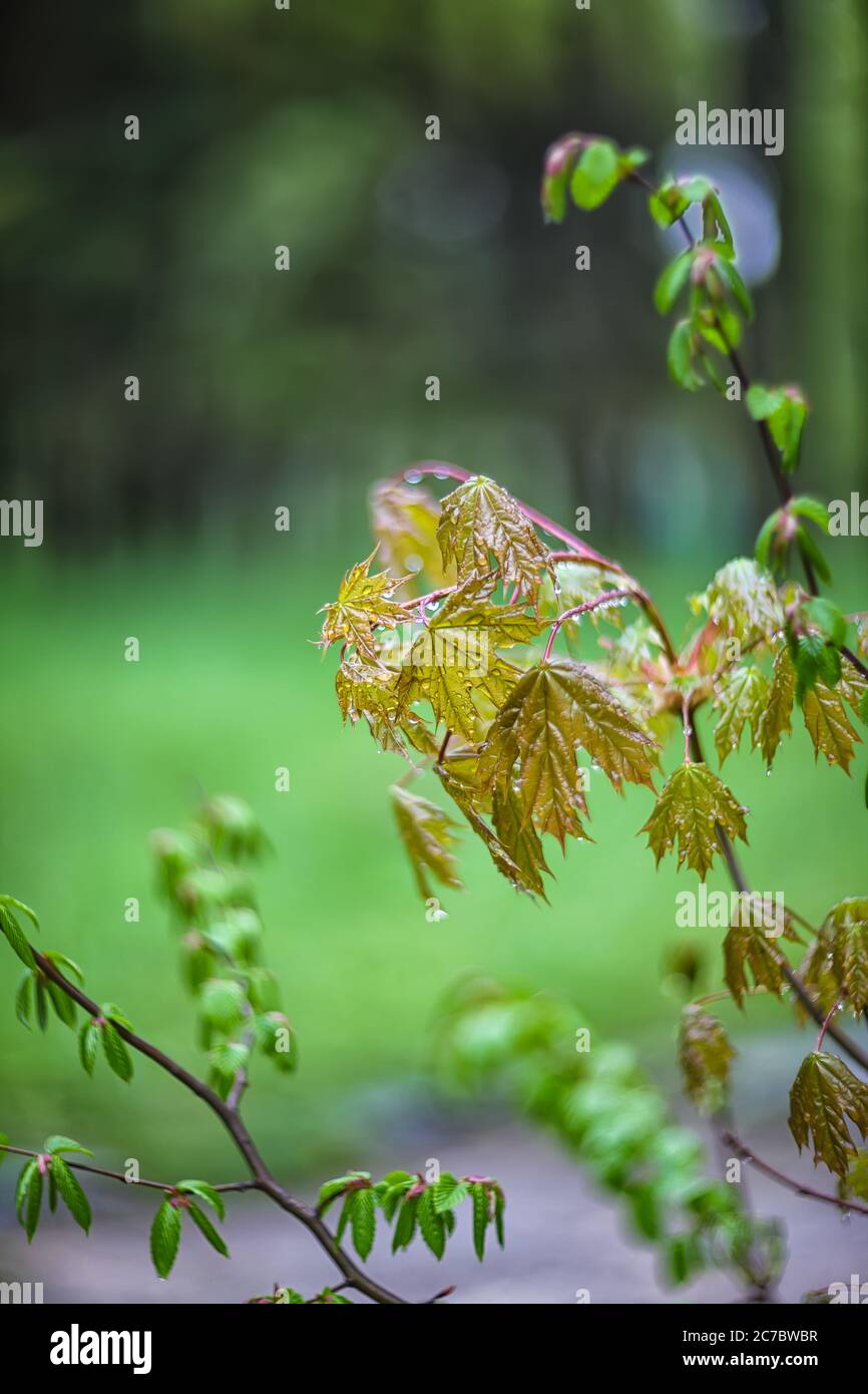 Maple leaves on a green hi-res stock photography and images - Alamy