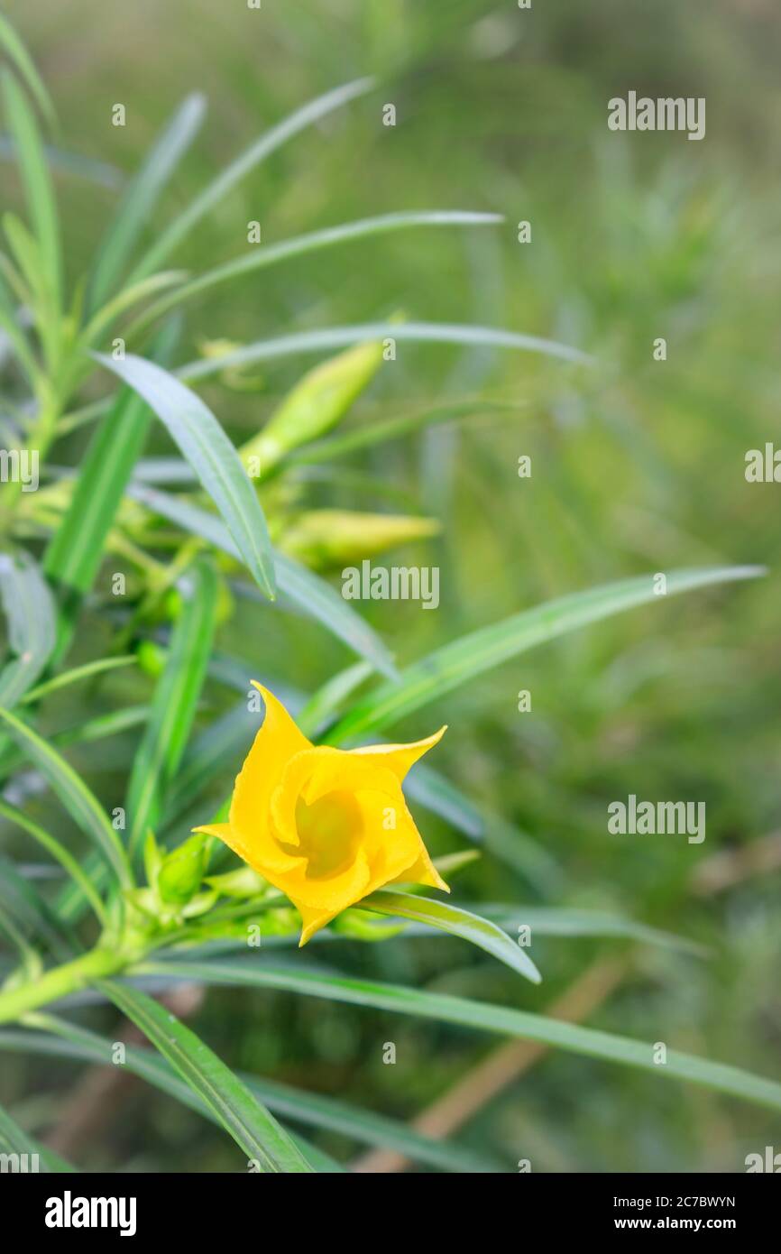 A yellow oleander (Cascabela thevetia) flower and plant growing, Uganda
