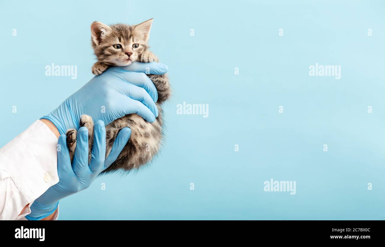 Kitten vet examining. Striped gray cat in doctor hands on color blue background. Kitten pet check up, vaccination in veterinarian animal clinic.Health Stock Photo