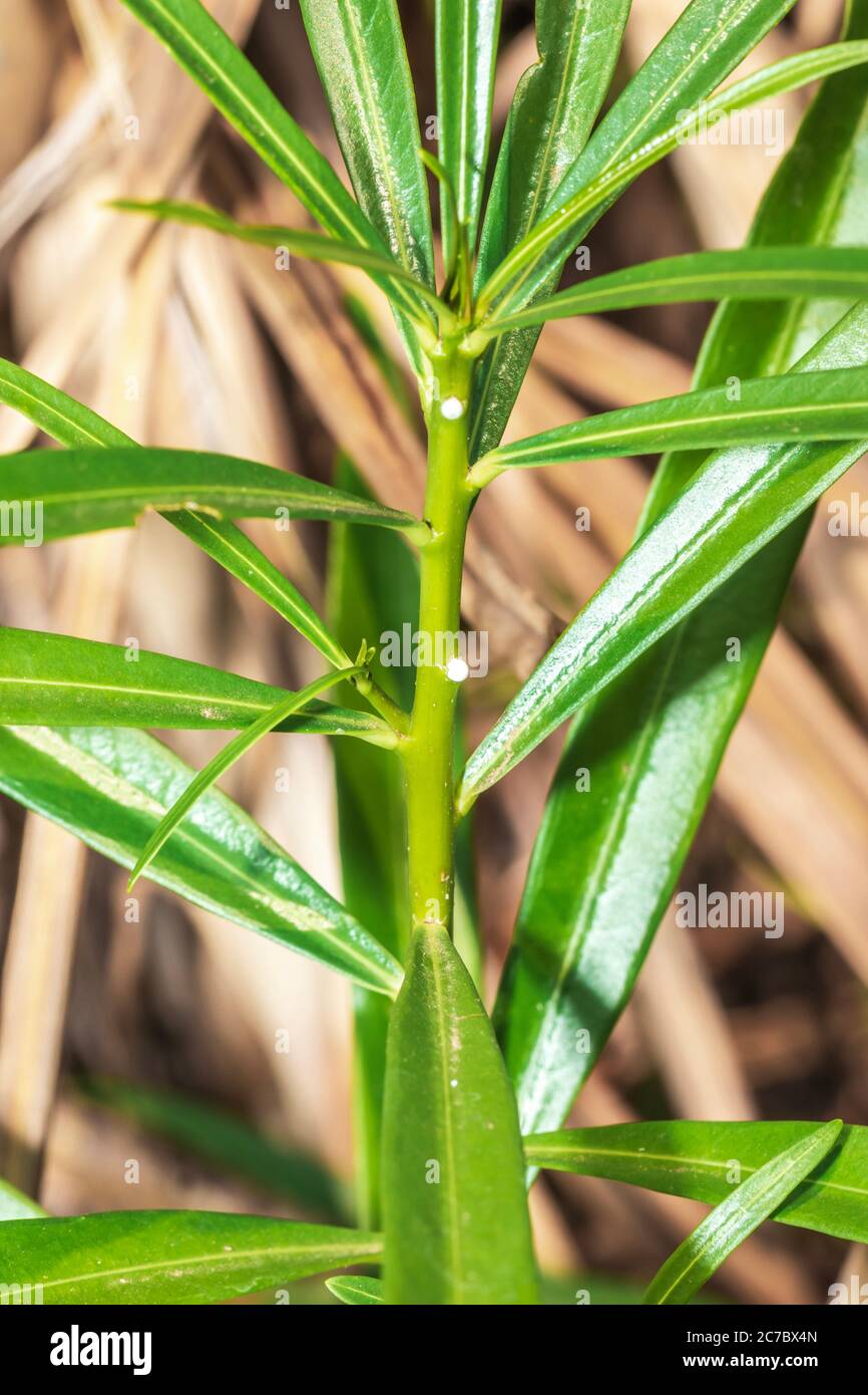 A yellow oleander (Cascabela thevetia) flower and plant growing, Uganda