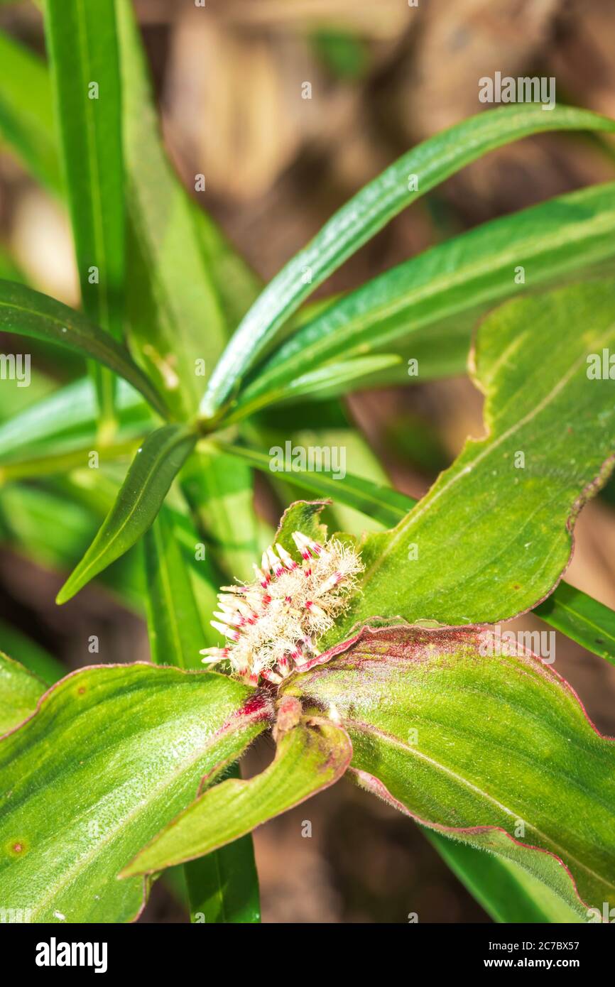 A yellow oleander (Cascabela thevetia) flower and plant growing, Uganda