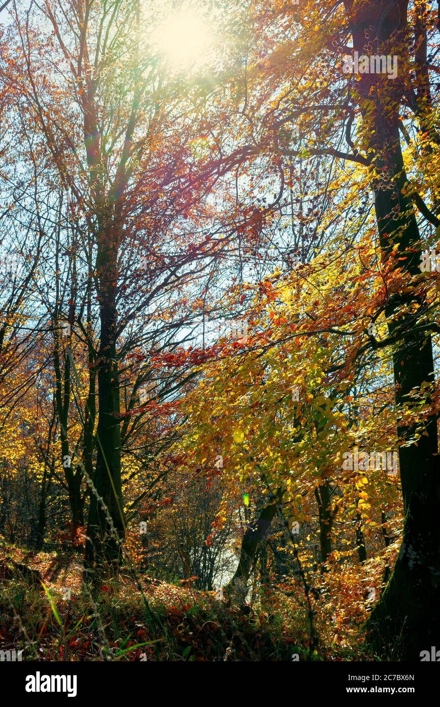 forest in fall foliage. beautiful nature background on a sunny autumn day. colorful scenery in the beech woods Stock Photo