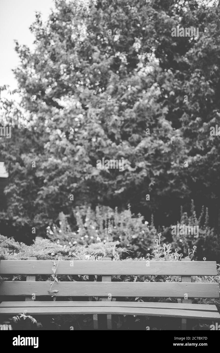 Vertical shot of a bench near trees and plants in black and white Stock Photo