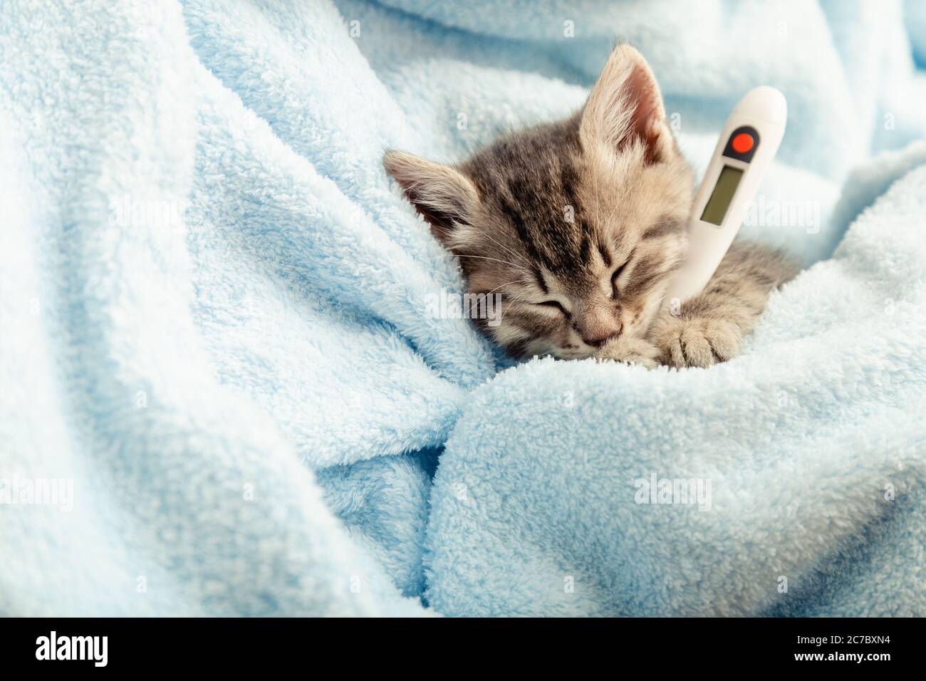 Beautiful tabby kitten measures temperature by thermometer.Little ill baby cat lies in blue plaid. Vet, veterinary clinic and veterinarian medicine Stock Photo