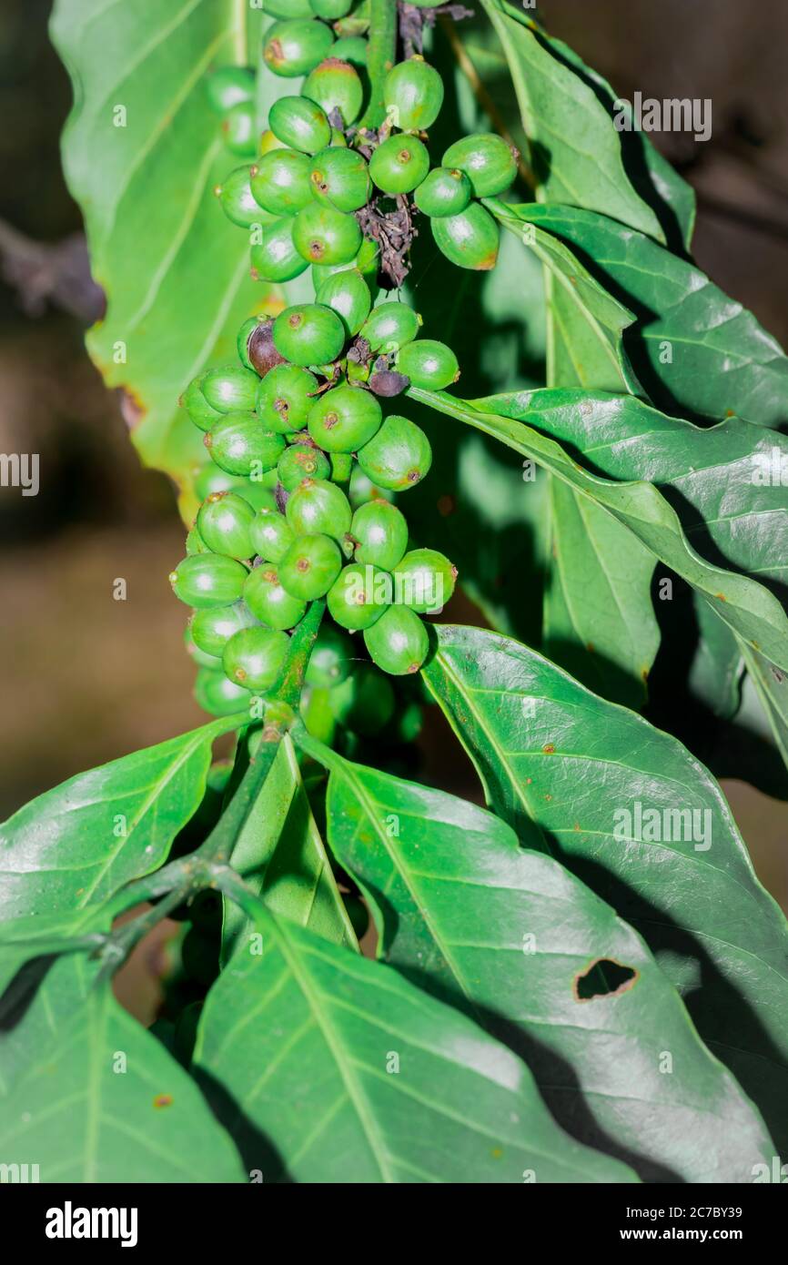 Coffee (coffea) beans and plant growing, Uganda, Africa Stock Photo Alamy