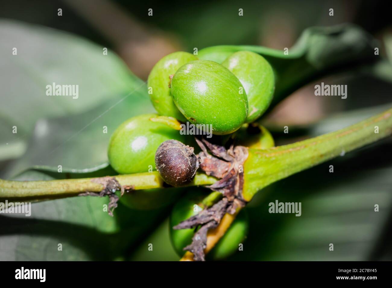 Coffee (coffea) beans and plant growing, Uganda, Africa Stock Photo Alamy
