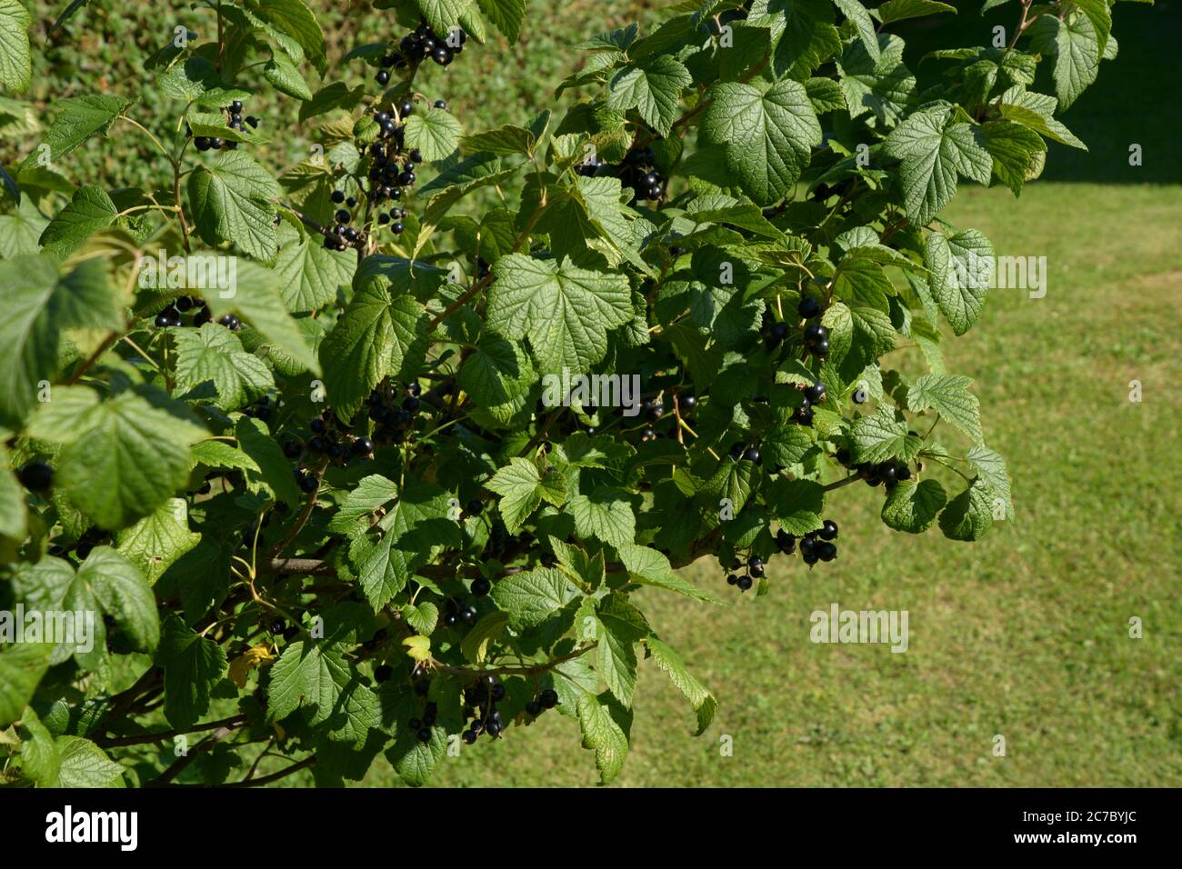 big shrub of blackcurrant in the summer garden Stock Photo