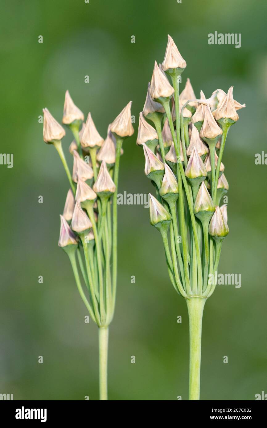 Sicilian honey garlic - Nectaroscordum Siculum - upright seedpods in July garden, Scotland, UK Stock Photo
