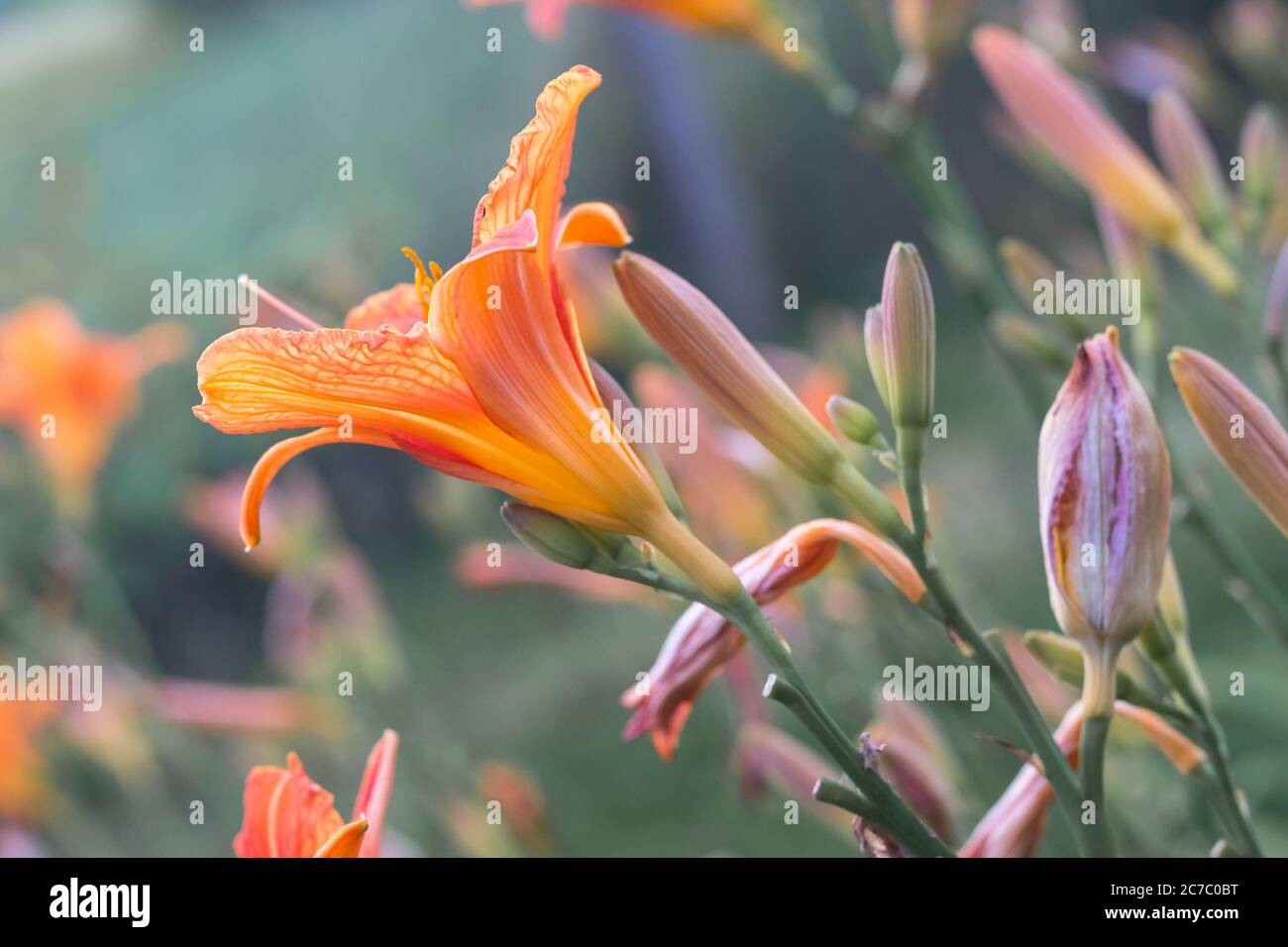 The orange daylily (Hemerocallis fulva) - beautiful blooming flower, in the garden Stock Photo