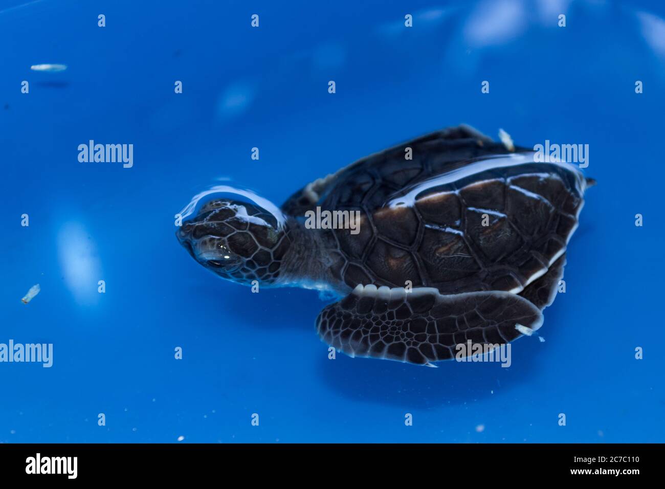 Green sea turtle baby (Chelonia mydas) swimming, Madagascar Stock Photo